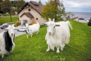At Al Johnson’s Swedish Restaurant in Sister Bay, you might even see goats on the roof.