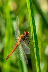 Migrating dragonflies include the globe skimmer.