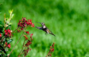 Winged travelers include rufous hummingbirds and related species.