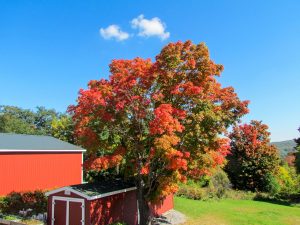 Bristol Woodlands Campground in Canandaigua.