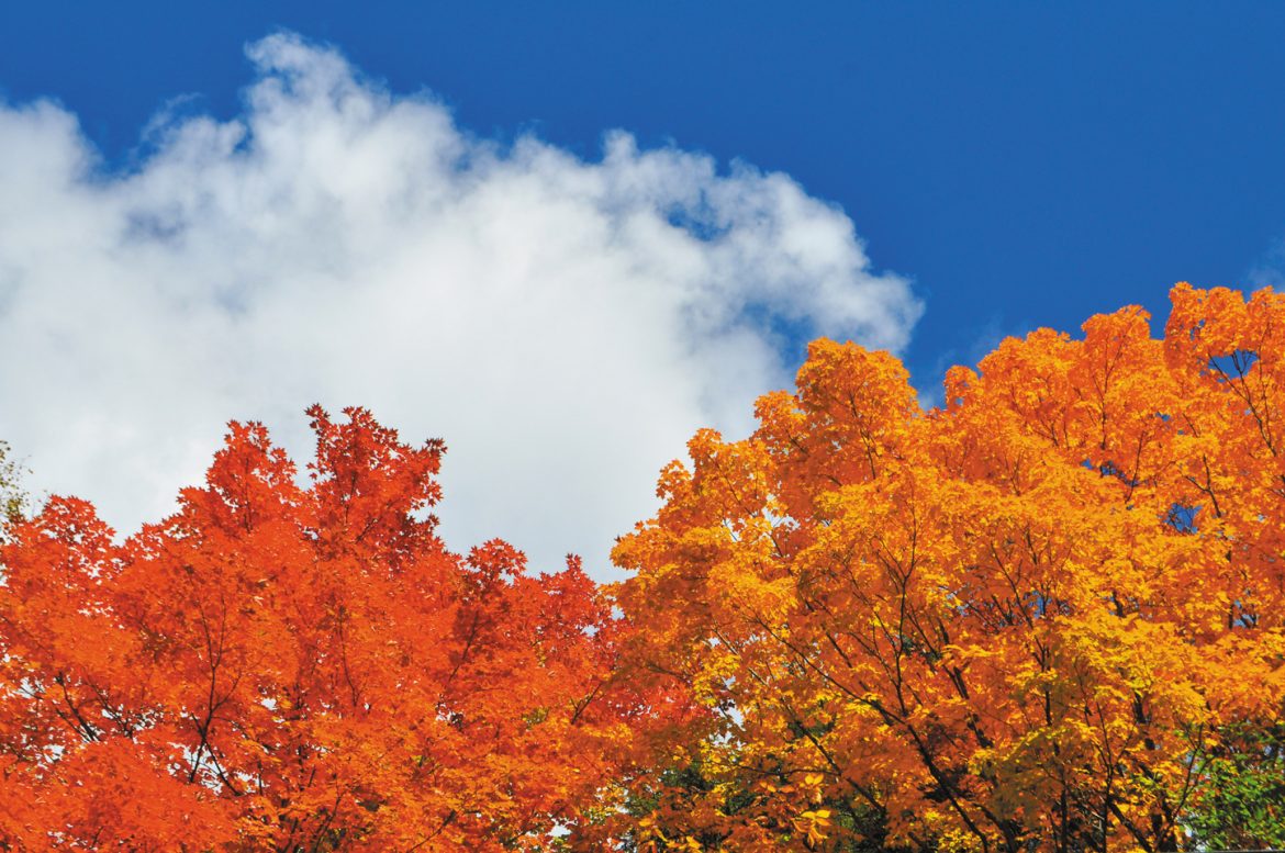 Fall In Love With New York