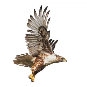 Hawks are counted during their migratory journeys.