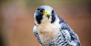 The peregrine falcon travels thousands of miles between continents.