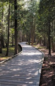 The Ridges Sanctuary nature preserve in Baileys Harbor features a fully accessible boardwalk that can be visited year-round.
