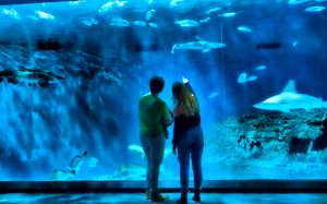 Visit the North Carolina Aquarium to see marine life up close.