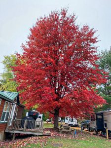 Susan Timney encountered this vibrant fall scene at the Brattleboro North KOA Journey in East Dummerston, Vermont, and declared it “Mother Nature at her best.”
