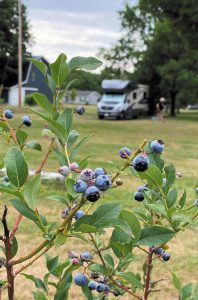 After picking blueberries one morning at Bumbleberry Acres, a farm and Harvest Hosts location in South Haven, Michigan, Cheryl Norton took in this view.