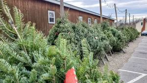 In winter, locals and Harvest Hosts guests can check out Christmas trees at Sam Mazza's, along with poinsettias, Vermont gift baskets, and other holiday items.