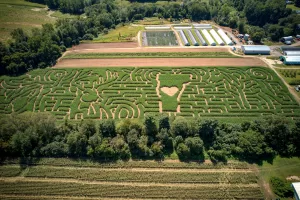 Navigating Sam Mazza’s corn maze is a popular autumn adventure. This year, images of animals — and the state of Vermont — were artfully carved into the fields.