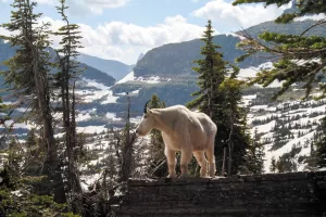 During a hike intended to view wildflowers in Glacier National Park, Chelle Feldman encountered snow and a mountain goat near Hidden Lake. 