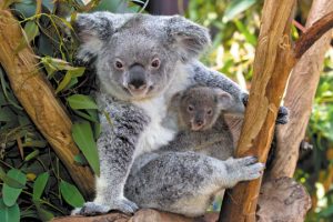 Koalas at the San Diego Zoo.