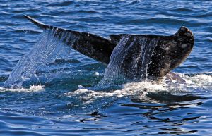 Depending on the season, you just might see a whale.