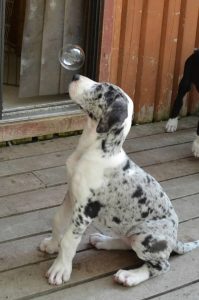 Service Dog Project’s pups are trained from a very young age, but they still have time for fun.
