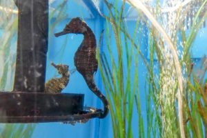 The St. Augustine Aquarium invites visitors to learn about seahorses and other ocean creatures.