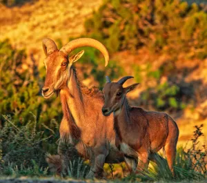 Aoudads, seen at sunrise.