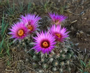 Cactus flowers in the park.