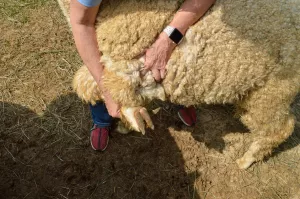 Instead of hooves, alpacas have two toes, with hard toenails on top and soft pads on the bottom.