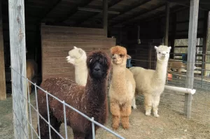 Sometimes confused with llamas, these soft, fuzzy fluffballs are smaller, lighter, and raised for their luxurious fleece.