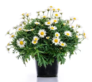 Daisies: Sunshine in a vase