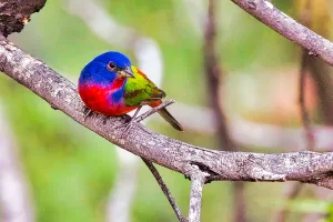 Painted bunting.