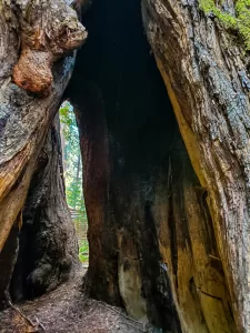 Visitors can walk through the “bat tree,” home to a colony of these winged creatures.