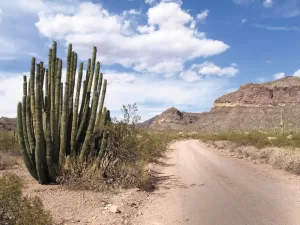 Craig Jones stopped to admire this desert dweller along the 21-mile Ajo Mountain Loop in Organ Pipe Cactus National Monument, Arizona. 