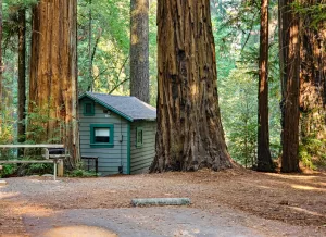 The author, once a park ranger, stayed in this cabin nestled in the redwoods.