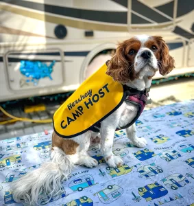As an official National Park Service B.A.R.K. Ranger, the pup stands ready to help camp host this summer.