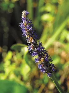 Pickerelweed thrives at the sanctuary.