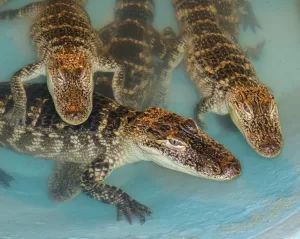 The Alligator Farm and Petting Zoo continues to welcome visitors today.