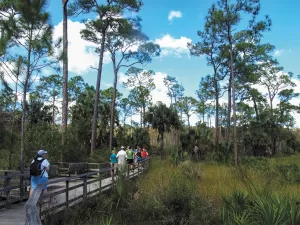 Visitors stroll along a raised boardwalk that crosses marsh, pine flats, and wet prairie.