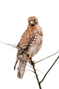 Red-shouldered hawks are seen year-round in Florida, frequenting Corkscrew Swamp’s cypress forests.