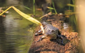American alligators can be viewed at the Audubon Corkscrew Swamp Sanctuary.