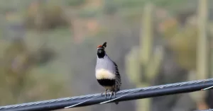 In Arizona, the author sighted a Gambrel’s quail , a species that frequents desert regions.