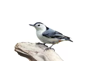 The white-breasted nuthatch is an active, agile little bird with a loud, recognizable voice