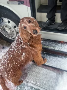 While staying in South Lake Tahoe in May 2022, the Weltys experienced smaller-than-usual crowds, and then a change in weather, which resulted in a winter wonderland enjoyed by both two-footed and four-footed family members.