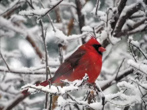 After a February snow, this male northern cardinal appeared in the author's backyard in Texas. 