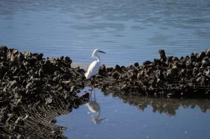 The snowy egret can be seen in coastal areas, especially places with mudflats and tidal wetlands.