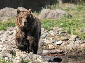 Grizzly bears are often seen in western Montana, including Yellowstone.