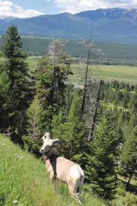 Absorbing the views around Kootenay National Park’s Radium Hot Springs, located in British Columbia, Chelle Feldman made eye contact with a bighorn sheep.