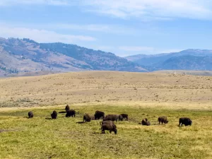 In the park's northeastern corner, Lamar Valley, or “America’s Serengeti,” is home to bison, pronghorns, wolves, bears, etc.