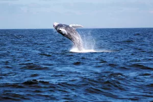 Pete and Kim Silva viewed this breaching humpback whale during a boat tour in Cape Cod, Massachusetts