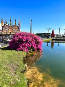 Don Cunningham caught an azalea in full bloom this past March during FMCA’s 106th International Convention & RV Expo at the Georgia National Fairgrounds & Agricenter in Perry.
