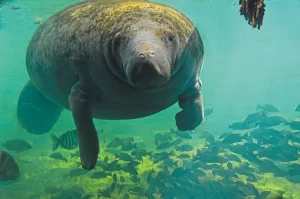 Visit The Fish Bowl in Ellie Schiller Homosassa Springs Wildlife State Park to see these gentle herbivores and other marine life.