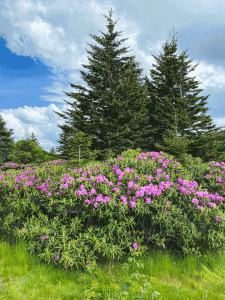 . Roan Mountain, one of the highest summits in the Appalachian range, treated Linda Rogers to a colorful view at Carver’s Gap in Cherokee National Forest. 