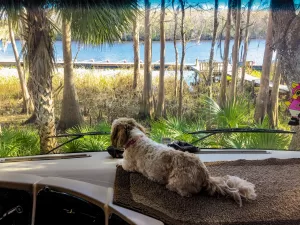 Patricia Hilderbrand and Jack Smyth’s Shih Tzu, Michi, perches on her favorite spot inside their Coachmen Mirada —the dash — when they’re parked.