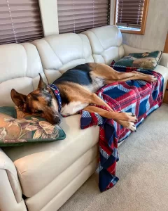 Titan, a German Shepherd/dalmatian mix, takes over the sofa in Deb and Chris Litz’s Blue Bird Wanderlodge during their first trip in the coach.