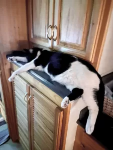 Ayden, who travels with Clay and Julie McLawhon, looks purrfectly content atop the washer/dryer in their Airstream Land Yacht motorhome.