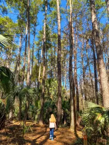 Florida's Ocala National Forest boasts sand pines and natural springs.