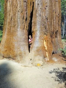 Kyle McCleish’s grandfather treated him to an RV trip where they stood among – and, in Kyle’s case, inside – giant sequoia trees.